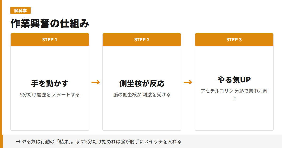 作業興奮の仕組み — 手を動かすと側坐核が反応しやる気が上がるフロー図
